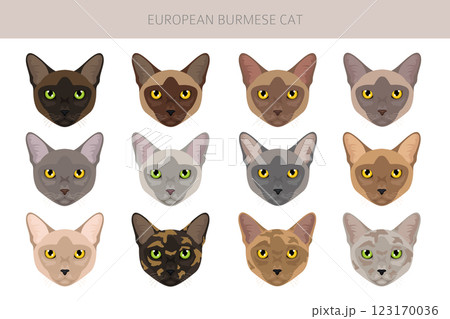 American Burmese Cat clipart. All coat colors set.  All cat breeds characteristics infographic 123170036