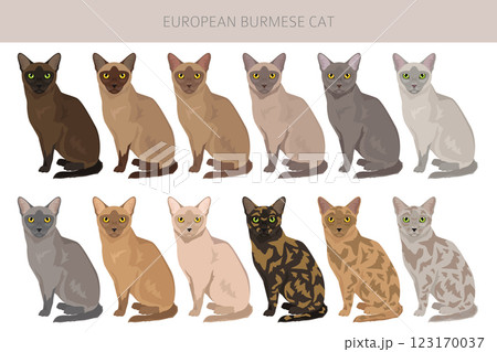 American Burmese Cat clipart. All coat colors set.  All cat breeds characteristics infographic 123170037