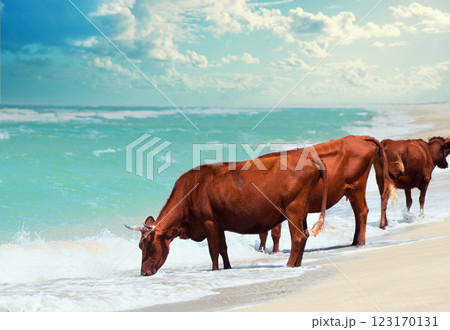 Brown cows drinking salty sea water on a sunny day Brown cows drinking salty sea water on a sunny day 123170131