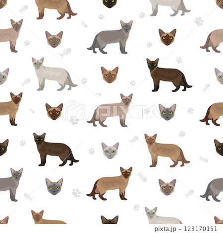 European Burmese Cat seamless pattern. All coat colors set.  All cat breeds characteristics infographic 123170151