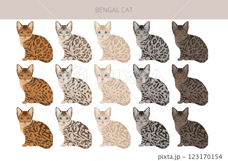 Bengal Cat clipart. All coat colors set.  All cat breeds characteristics infographic. 123170154