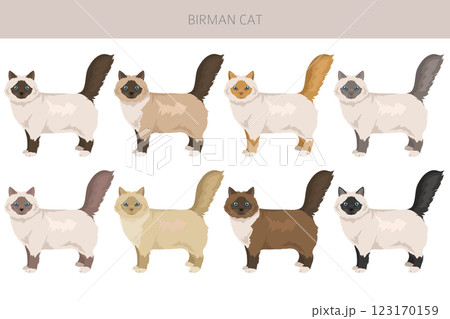Birman Cat clipart. All coat colors set.  All cat breeds characteristics infographic 123170159