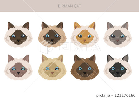 Birman Cat clipart. All coat colors set.  All cat breeds characteristics infographic 123170160