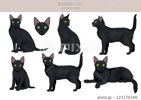 Bombay cat clipart. All coat colors set. All cat breeds characteristics infographic Bombay cat clipart. All coat colors set. All cat breeds characteristics infographic 123170166