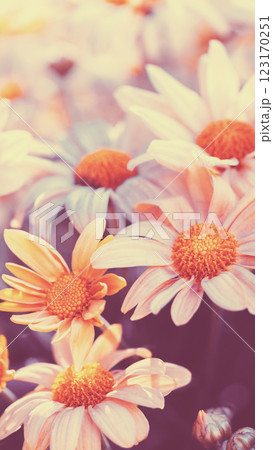 Floral nature background. Blooming daisies on a field in summer. Vertical banner 123170251