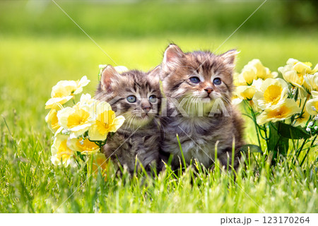 Two little cute kittens on the grass in the summer garden 123170264