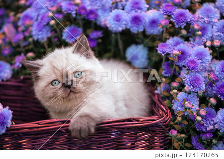 Cute little kitten in a basket in the garden near purple daisy flowers 123170265