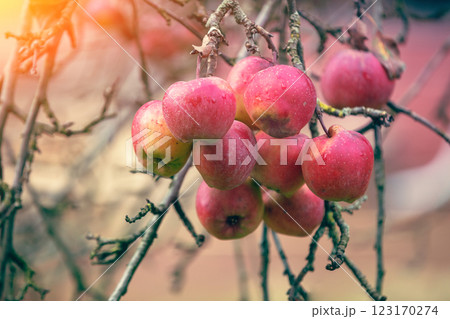 Red ripe apples on a branch in the garden after rain Red ripe apples on a branch in the garden after rain 123170274