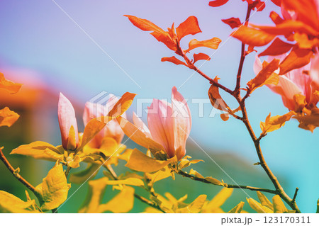 Blooming magnolia flowers against the blue sky. Spring. Natural vintage floral background Blooming magnolia flowers against the blue sky. Spring. Natural vintage floral background 123170311