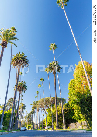 Iconic Beverly Hills street lined with towering palm trees under a bright sunny sky 123170330