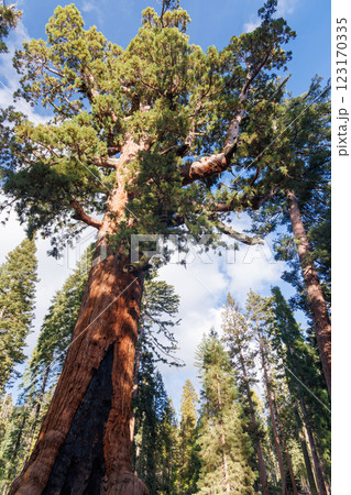 Giant Sequoia Trees in Sequoia National Park 123170335