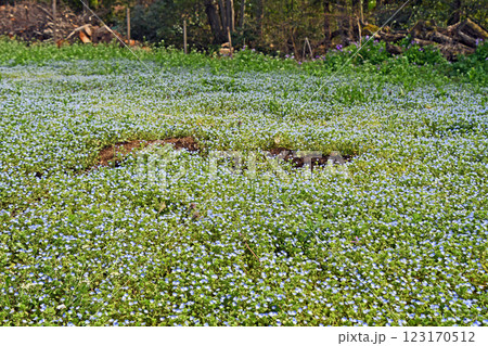 群生するオオイヌノフグリ 123170512