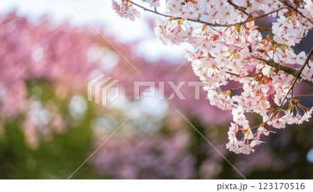 満開に咲く桜と花びら 入園入学新生活 お花見タイトルバナー コピースペース 満開に咲く桜と花びら 入園入学新生活 お花見タイトルバナー コピースペース 123170516