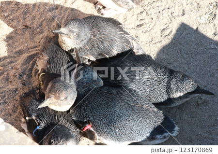 ペンギンの赤ちゃん（葛西臨海水族園） 123170869