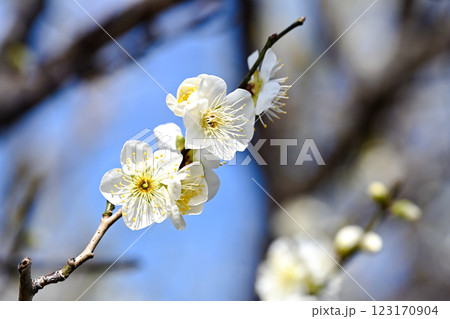 白い梅の花 白い梅の花 123170904