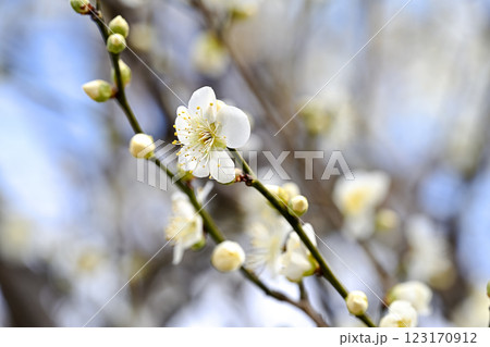 白い梅の花 白い梅の花 123170912