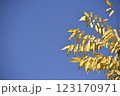 yellow leafs on the blue sky 123170971