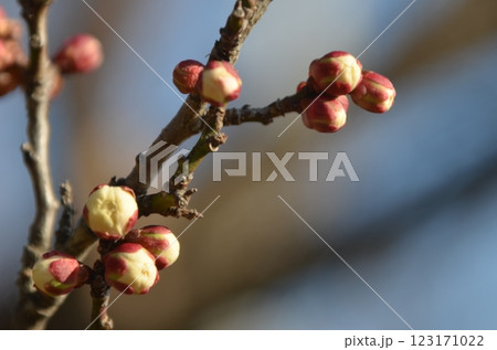 梅のつぼみ、もう少し 123171022