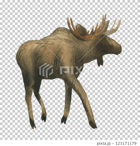Elk young with antlers with brown fur. Wild animal walking in full growth side view. Watercolor illustration hand drawn. Separate element object isolated from background. 123171179