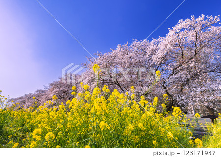 満開の桜並木と菜の花　埼玉県熊谷桜堤 123171937