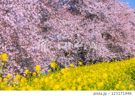 満開の桜並木と菜の花 埼玉県熊谷桜堤 満開の桜並木と菜の花 埼玉県熊谷桜堤 123171946