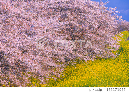 満開の桜並木と菜の花 埼玉県熊谷桜堤 満開の桜並木と菜の花 埼玉県熊谷桜堤 123171955