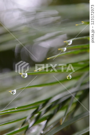 朝露に濡れる葉っぱ 朝露に濡れる葉っぱ 123172073