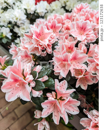 Pink Azalea Flowers in Bloom 123172638
