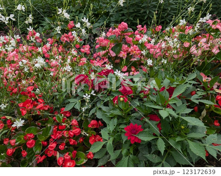 lush flower bed featuring beautiful red dahlias, gaura, and pink begonias. 123172639