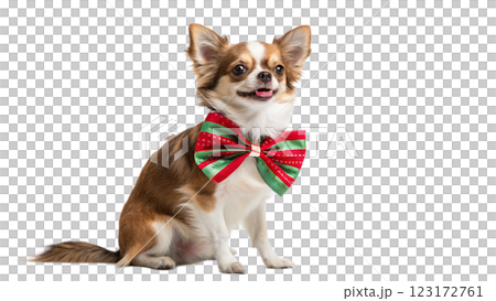 papillon dog in studio 123172761