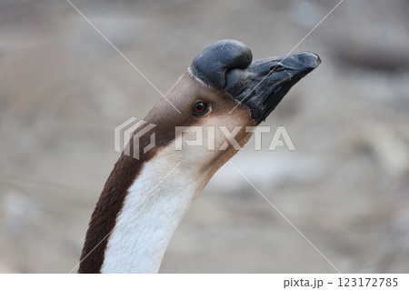 Close up head brown goose in nature farm garden at thailand Close up head brown goose in nature farm garden at thailand 123172785