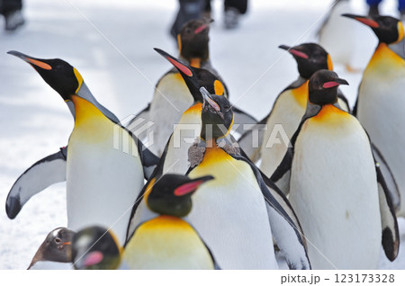 旭山動物園 オウサマペンギン 旭山動物園 オウサマペンギン 123173328