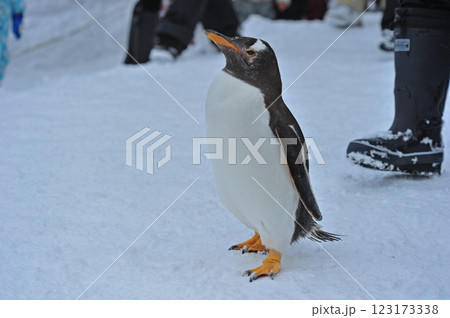旭山動物園　オウサマペンギン 123173338