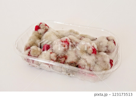 Plastic container brimming with moldy raspberries signals poor storage, storage lacking proper temperature, storage allowing rapid spoilage that endangers food safety 123173513