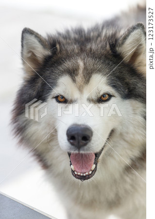 Fluffy Siberian Husky dog male outdoors Fluffy Siberian Husky dog male outdoors 123173527
