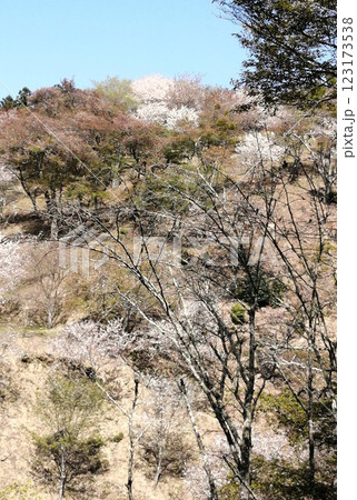 桜の名所・吉野山 桜の名所・吉野山 123173538