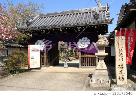 桜本坊と桜 桜本坊と桜 123173540