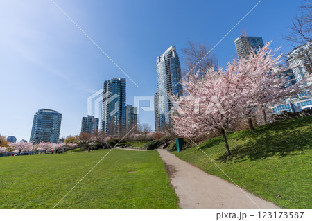 David Lam Park in springtime season. Skyscrapers and Cherry blossoms. Cherry trees flowers in full bloom. Vancouver, BC, Canada. David Lam Park in springtime season. Skyscrapers and Cherry blossoms. Cherry trees flowers in full bloom. Vancouver, BC, Canada. 123173587