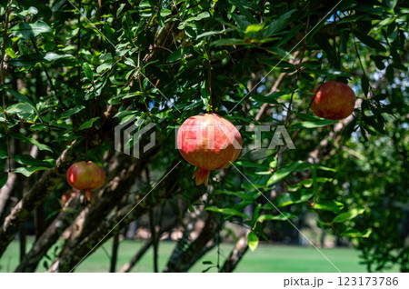 Pomegranate tree in Park Ramat Hanadiv, Memorial Gardens of Baron Edmond de Rothschild, Zichron Yaakov, Israel 123173786