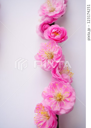 満開の梅の花 満開の梅の花 123174251