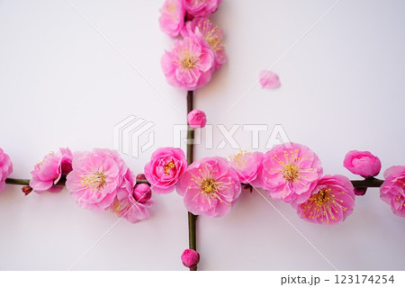 梅の花のアレンジメント 梅の花のアレンジメント 123174254