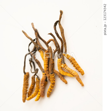 Cordyceps sinensis or Ophiocordyceps sinensis isolated on white background, mushroom herb treatment medicine. Cordyceps sinensis or Ophiocordyceps sinensis isolated on white background, mushroom herb treatment medicine. 123174342