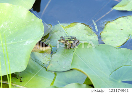 蓮に乗るトノサマガエル 123174961