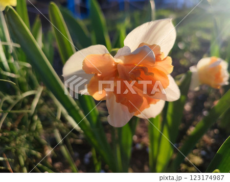 Narcissus close up. Beautiful flower with white orange petals, stamens and green leaves grows in ground on sunny spring day. Selection breeding. Artificially bred plant. Cultivated varietal daffodil Narcissus close up. Beautiful flower with white orange petals, stamens and green leaves grows in ground on sunny spring day. Selection breeding. Artificially bred plant. Cultivated varietal daffodil 123174987