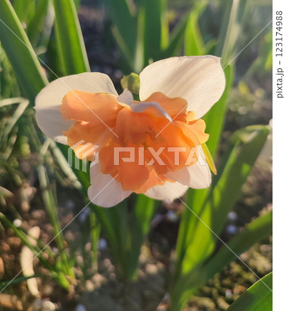 Narcissus close up. Beautiful flower with white orange petals, stamens and green leaves grows in ground on sunny spring day. Selection breeding. Artificially bred plant. Cultivated varietal daffodil 123174988