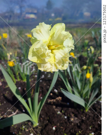Large large yellow narcissus flower on green stem with green leaves growing in black ground on sunny spring day. Cultivated varietal flower daffodil. Blooming flower, petals and stamens. Plants nature 123175002
