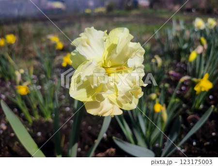 Large large yellow narcissus flower on green stem with green leaves growing in black ground on sunny spring day. Cultivated varietal flower daffodil. Blooming flower, petals and stamens. Plants nature Large large yellow narcissus flower on green stem with green leaves growing in black ground on sunny spring day. Cultivated varietal flower daffodil. Blooming flower, petals and stamens. Plants nature 123175003