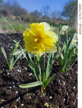 Large large yellow narcissus flower on green stem with green leaves growing in black ground on sunny spring day. Cultivated varietal flower daffodil. Blooming flower, petals and stamens. Plants nature Large large yellow narcissus flower on green stem with green leaves growing in black ground on sunny spring day. Cultivated varietal flower daffodil. Blooming flower, petals and stamens. Plants nature 123175005