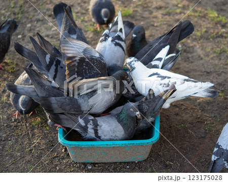 Bird feeding. Flock of pigeons eating food from bowl on sunny morning. Many pigeon birds pecking food from plate. bodies, wings, feathers, tails of many pigeon birds. Breeding birds pigeons. feathered Bird feeding. Flock of pigeons eating food from bowl on sunny morning. Many pigeon birds pecking food from plate. bodies, wings, feathers, tails of many pigeon birds. Breeding birds pigeons. feathered 123175028