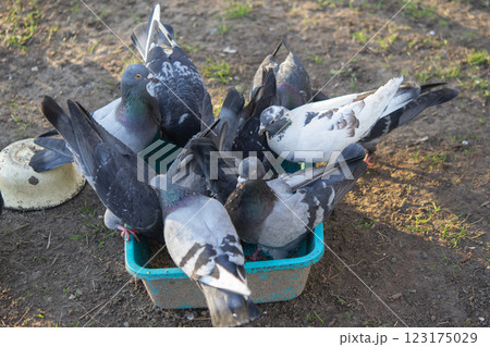 Bird feeding. Flock of pigeons eating food from bowl on sunny morning. Many pigeon birds pecking food from plate. bodies, wings, feathers, tails of many pigeon birds. Breeding birds pigeons. feathered 123175029